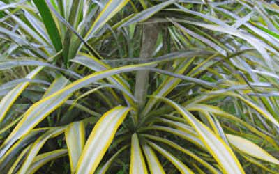 Dracaena marginata: Guida Agronomica