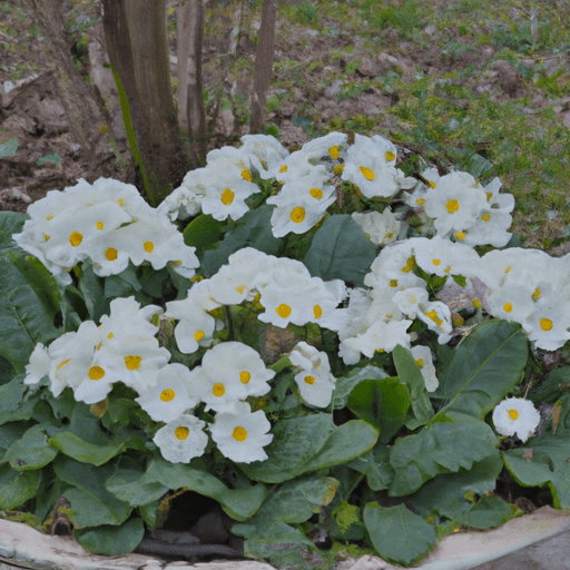 Fiori invernali da esterno: consulenza agronomica