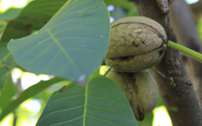 Pianta di noci: come coltivarla e trattarla