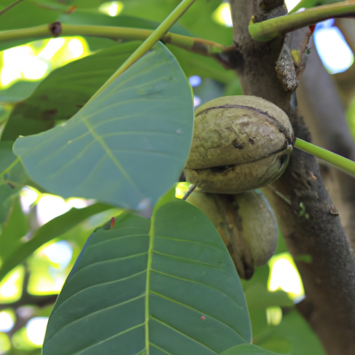 Semi Di Noce Veri – 3 Pezzi Per Giardino, Appartamento O Interno, Resistenti E Facili Da Coltivare