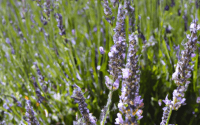 Coltivare lavanda: Guida definitiva e aggiornata