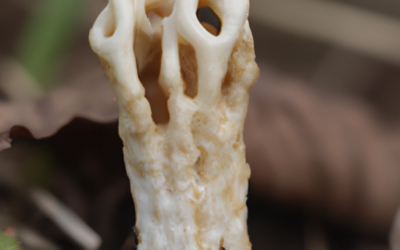 Stegobium paniceum: che cos’é? Guida