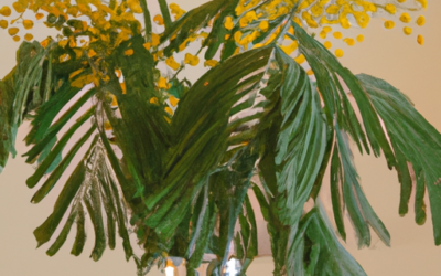 Mimosa in vaso: Tutto quello che devi sapere