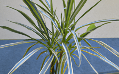 Dracena marginata: Tutto quello che devi sapere