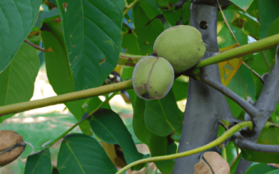 Albero di noci: Guida Agronomica