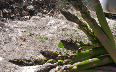 Asparagi selvatici: Tutto quello che devi sapere