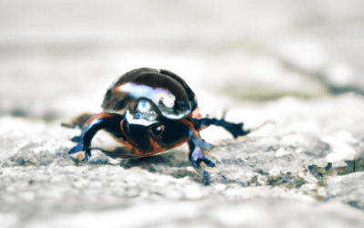 Scarabeo: Tutto quello che devi sapere