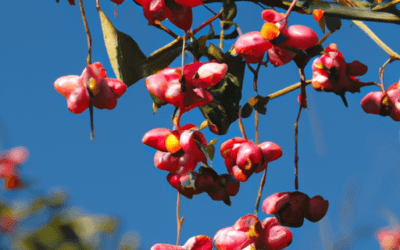 Euonymus europaeus: Guida Agronomica