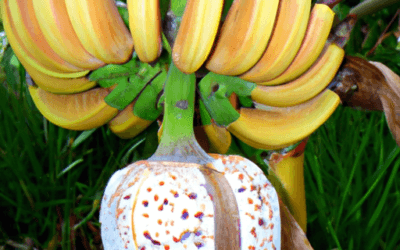 Banano di montagna: Guida Agronomica