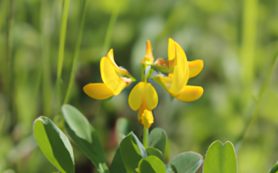 Lotus corniculatus: che cos’è? Ecco come trattarla