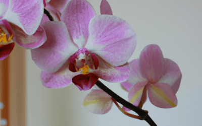 Concime per orchidea: Guida definitiva