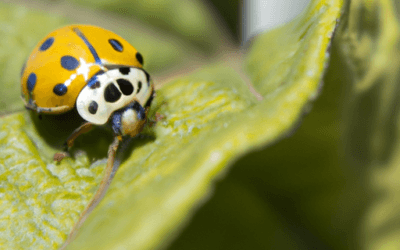 Cocciniglia limone: Guida Agronomica