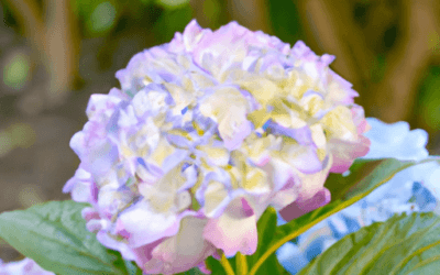 Concime per ortensie: Guida definitiva
