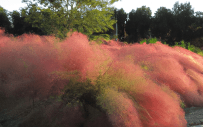 Muhlenbergia capillaris: Guida Agronomica