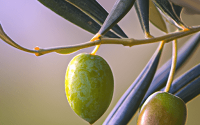 Olive coratine: cosa c’è da sapere