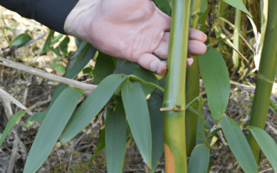 Coltivazioni bambu: Guida definitiva