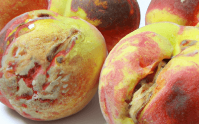 Malattia del pesco: Cause e rimedi