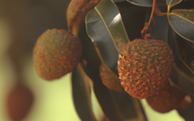 Pianta di Litchi: Come Coltivarla e Trattarla