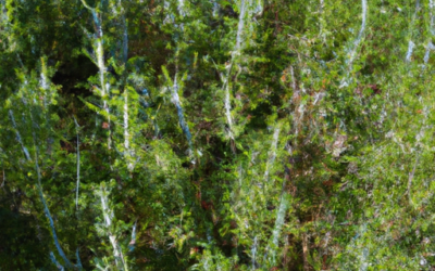 Talea rosmarino: Guida Agronomica