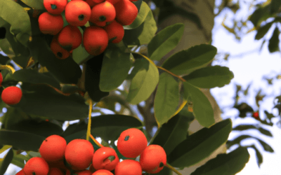 Sorbus aucuparia: Guida Agronomica