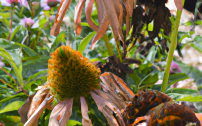 Echinacea pianta: come impiantarla e trattarla