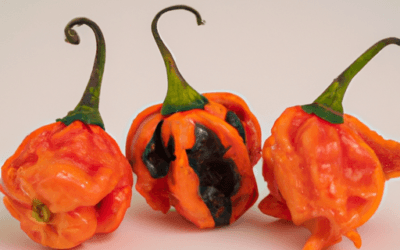 Peperoncino habanero: Coltivazione e Trattamenti