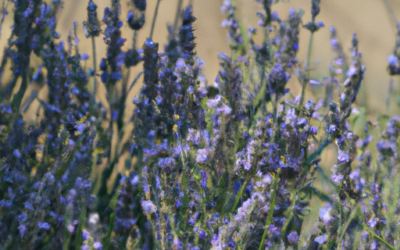 Lavanda selvatica: usi in agricoltura fai da te
