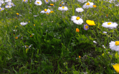 Concime prato primavera: Guida definitiva