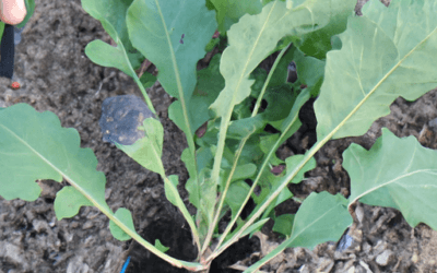 Pianta di cetrioli: Coltivazione e Trattamento – Guida Agronomica