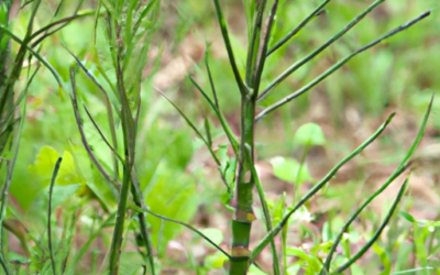 Asparagina selvatica: come si coltiva? Trattamenti
