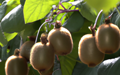Coltivazioni kiwi: Tutto quello che devi sapere