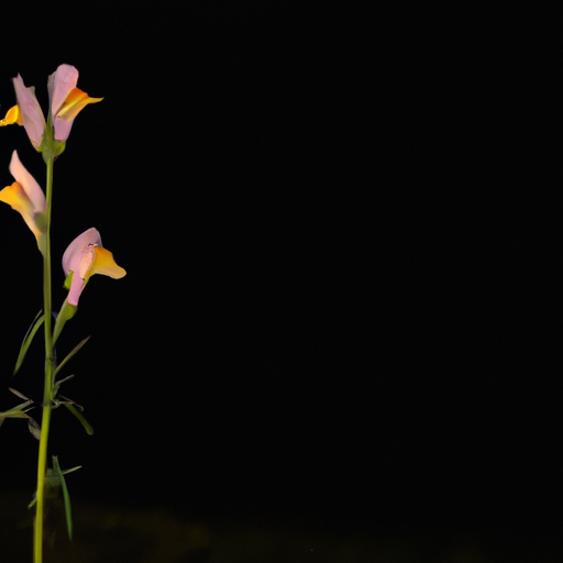 Linaria vulgaris: che cos'é? Tutto da sapere 1 Linaria vulgaris: che cos'é? Tutto da sapere