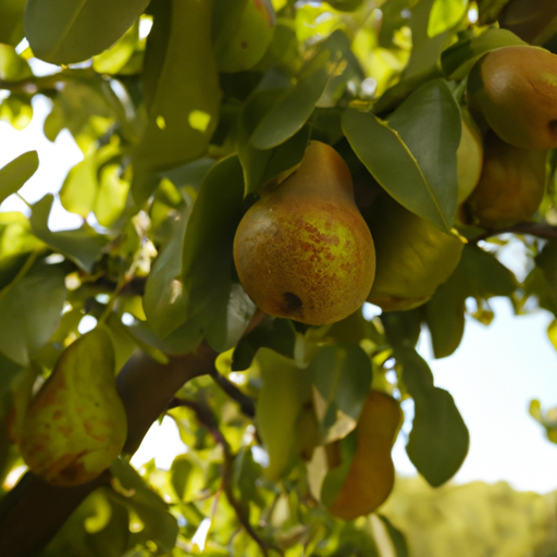 Albero di pere: come coltivarlo e trattarlo