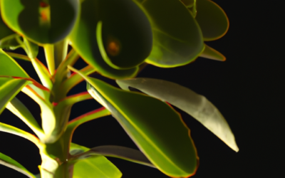 Euforbia arborea: tutto quello che devi sapere