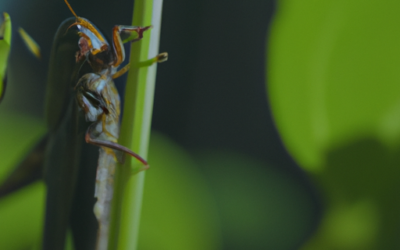 Piante mangia insetti: cosa c’è da sapere