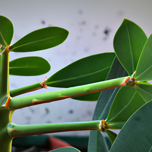 Euforbia arborea: tutto quello che devi sapere 1 Euforbia arborea: tutto quello che devi sapere