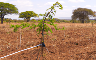 Pianta di Tamarindo: Come Coltivarla e Curarla in Vaso