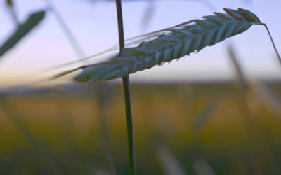 Pianta grano saraceno: come coltivarla e trattarla