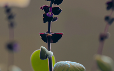 Potare la salvia: come si fa? Guida completa