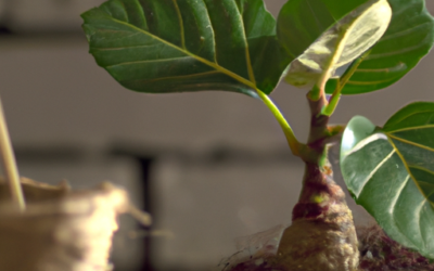 Ficus lyrata: come coltivarlo – Guida definitiva