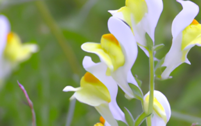 Linaria vulgaris: che cos’é? Tutto da sapere