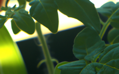Malattie del Pomodoro: Foglie Accartocciate, Cause e Rimedi
