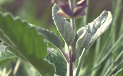 Malattie della salvia: cosa devi sapere