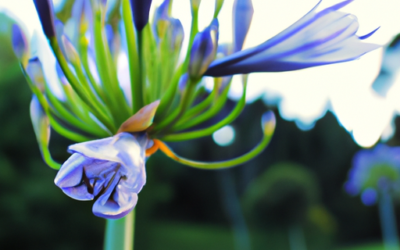 Agapanthus: che cosa è? Come coltivarla?