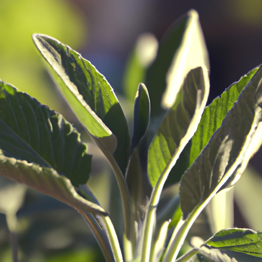 Malattie della salvia: cosa devi sapere