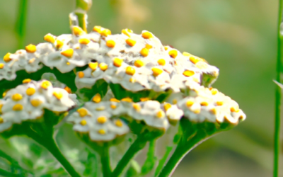 Achillea Moscata: tutto quello che devi sapere