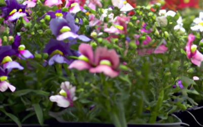 Nemesia: Come si coltiva? Guida completa