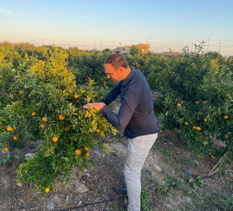 clementine di qualita Tenuta Rocca Imperiale