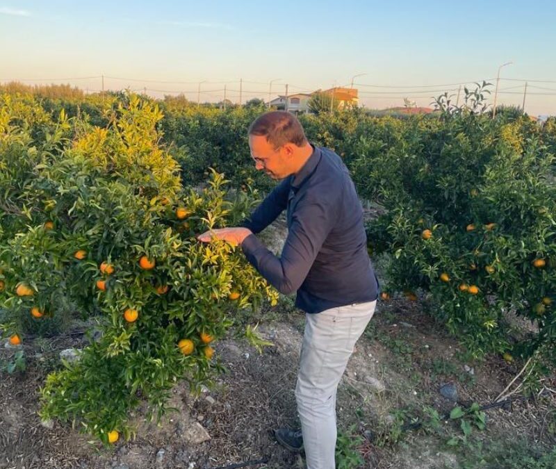 Tenuta Rocca Imperiale: Vendita Online delle Clementine di qualità
