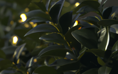 Siepe ligustrum: tutto quello che devi sapere
